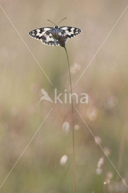 Dambordje (Melanargia galathea)