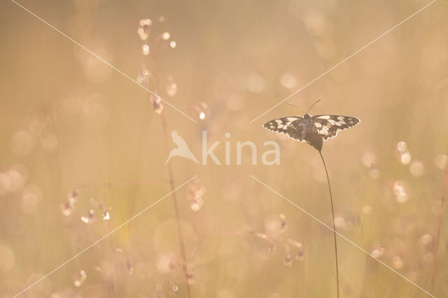 Dambordje (Melanargia galathea)