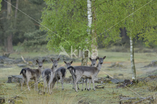 Fallow Deer (Dama dama)