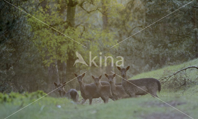 Fallow Deer (Dama dama)