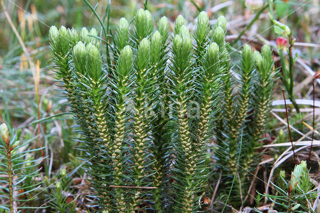 Fir Clubmoss (Huperzia selago)