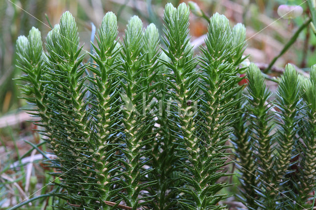 Fir Clubmoss (Huperzia selago)