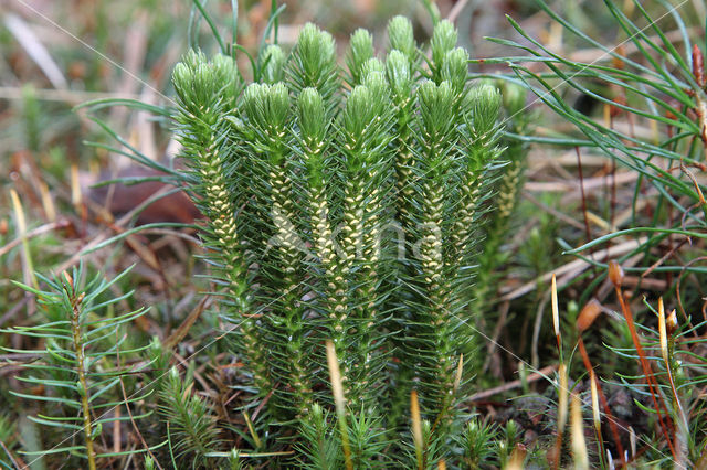 Fir Clubmoss (Huperzia selago)