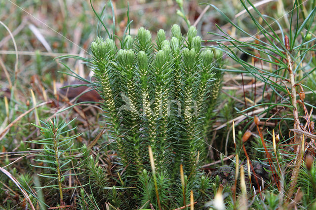 Fir Clubmoss (Huperzia selago)