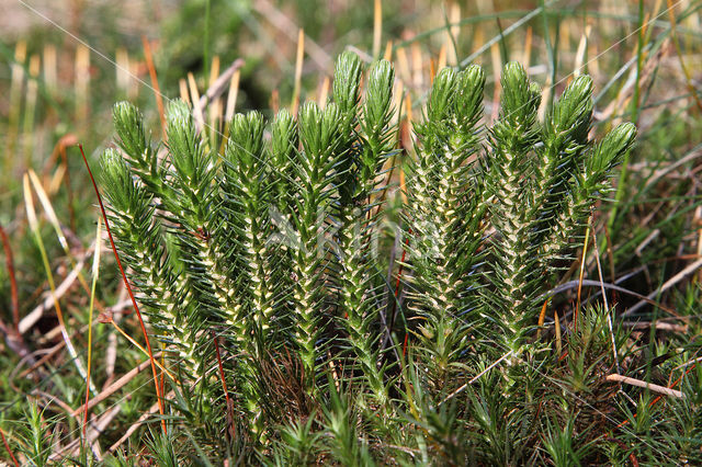 Fir Clubmoss (Huperzia selago)