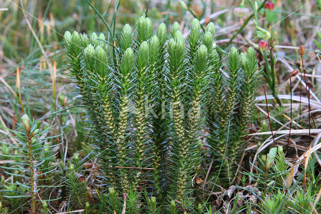 Fir Clubmoss (Huperzia selago)