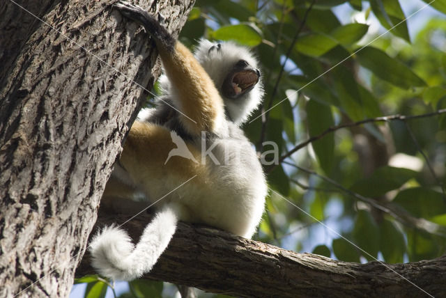 diademed sifaka (Propithecus diadema)