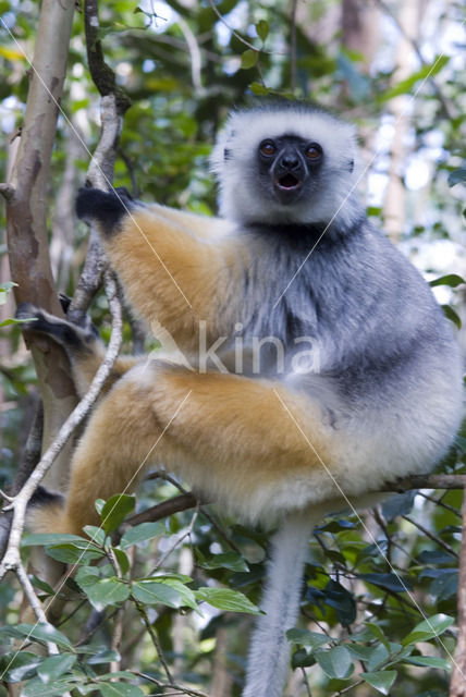 Diadeemsifaka (Propithecus diadema)