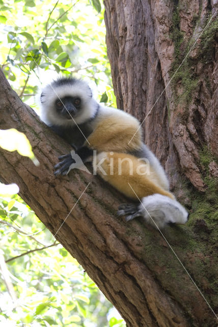 Diadeemsifaka (Propithecus diadema)