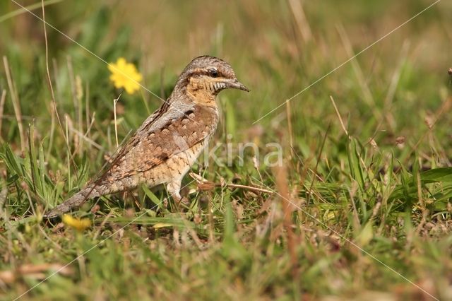 Eurasian Wryneck (Jynx torquilla)