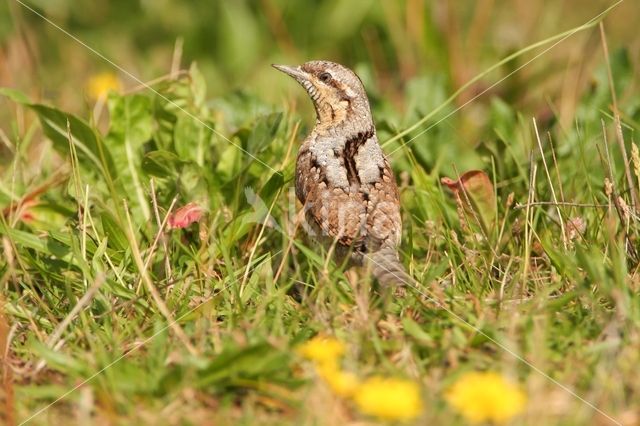 Eurasian Wryneck (Jynx torquilla)