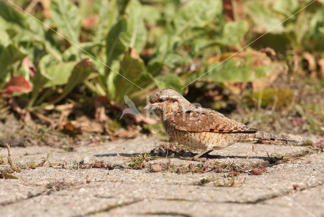 Eurasian Wryneck (Jynx torquilla)