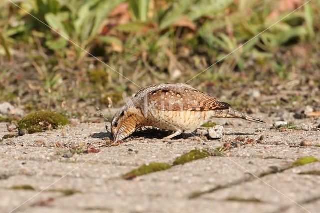 Eurasian Wryneck (Jynx torquilla)