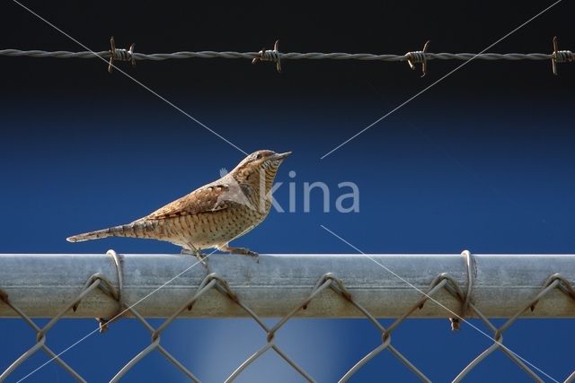 Eurasian Wryneck (Jynx torquilla)