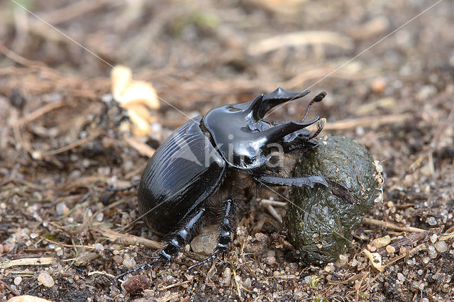 Driehoornmestkever (Typhaeus typhoeus)