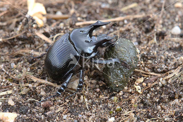 Driehoornmestkever (Typhaeus typhoeus)