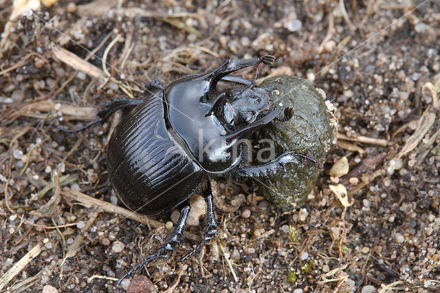 Minotaur Beetle (Typhaeus typhoeus)