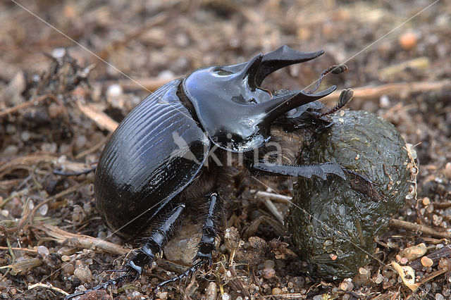 Minotaur Beetle (Typhaeus typhoeus)