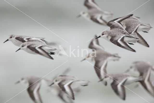 Drieteenstrandloper (Calidris alba)