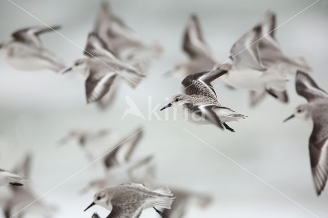 Sanderling (Calidris alba)