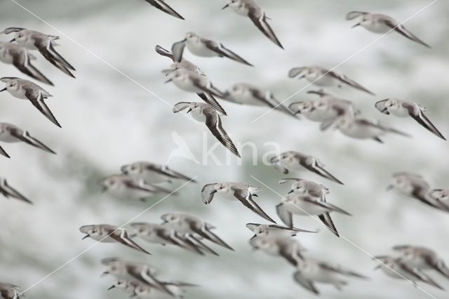 Sanderling (Calidris alba)