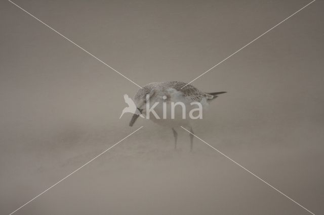 Drieteenstrandloper (Calidris alba)