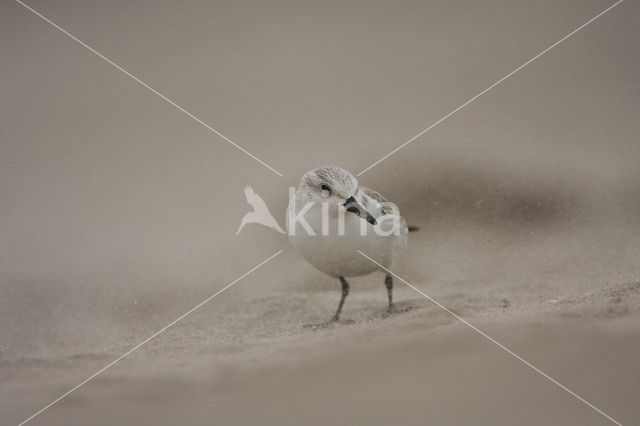 Sanderling (Calidris alba)