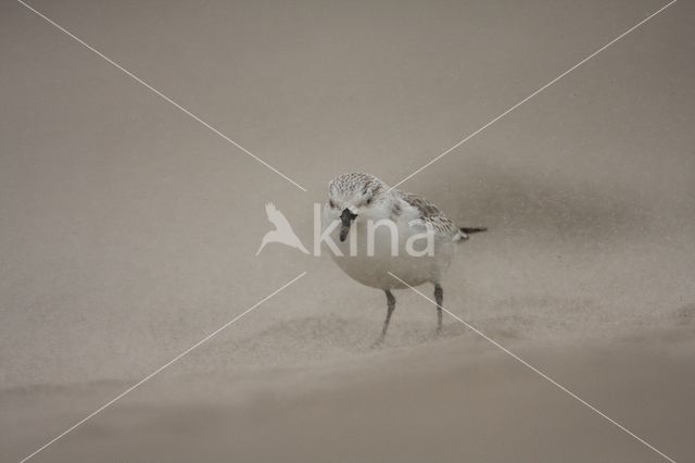 Drieteenstrandloper (Calidris alba)