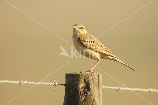 Duinpieper (Anthus campestris)