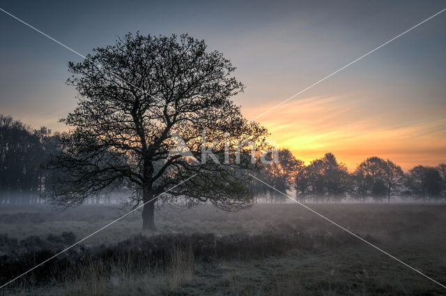 Duurswouderheide