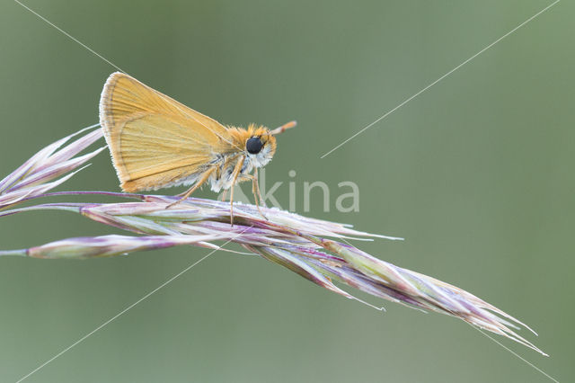 Dwergdikkopje (Thymelicus acteon)