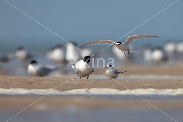 Little Tern (Sterna albifrons)