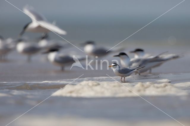 Little Tern (Sterna albifrons)