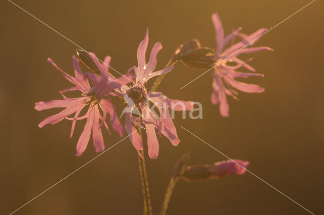 Ragged-Robin (Lychnis flos-cuculi)