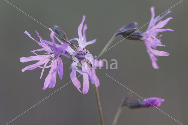 Echte koekoeksbloem (Lychnis flos-cuculi)