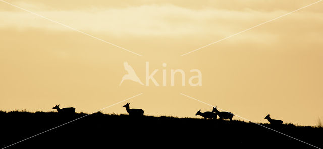 Red Deer (Cervus elaphus)