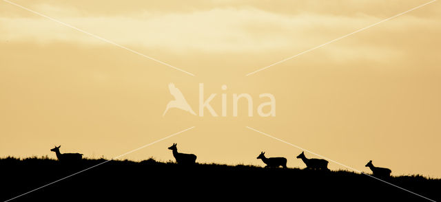 Red Deer (Cervus elaphus)