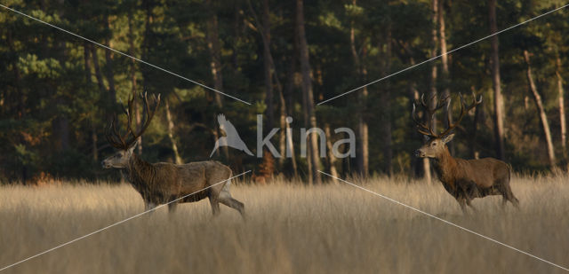 Red Deer (Cervus elaphus)