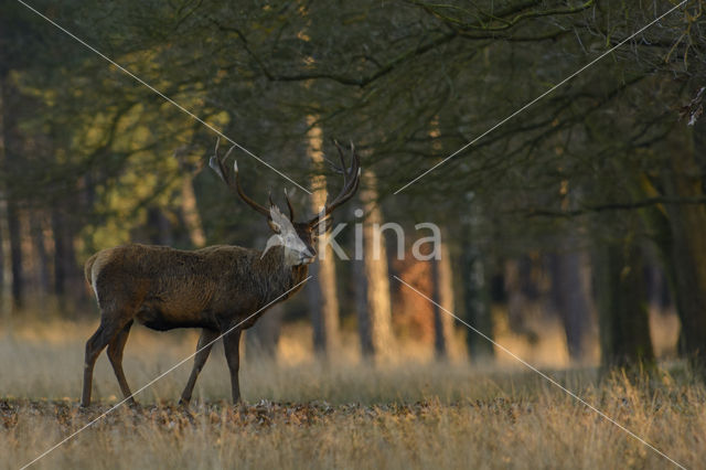 Red Deer (Cervus elaphus)