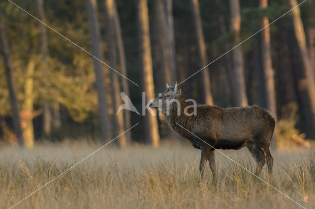 Red Deer (Cervus elaphus)