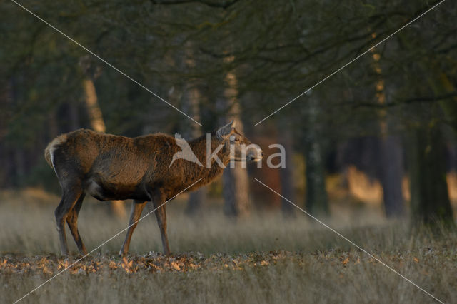 Red Deer (Cervus elaphus)