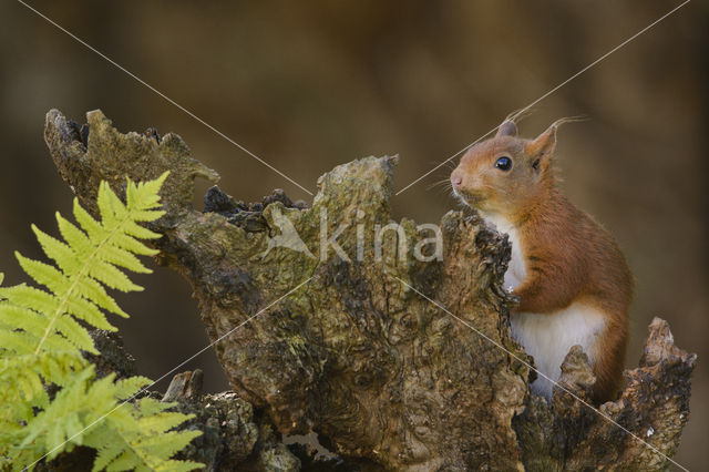 Red Squirrel (Sciurus vulgaris)