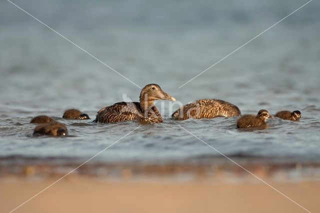 Eider (Somateria mollissima)