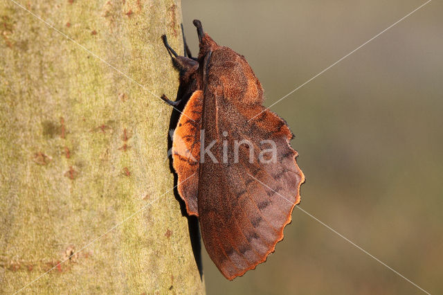 Eikenblad (Gastropacha quercifolia)