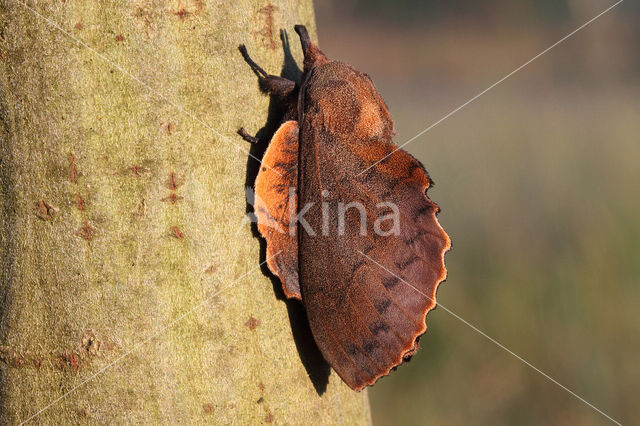 Eikenblad (Gastropacha quercifolia)