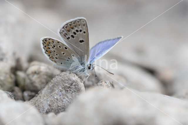 Chapman´s blue (Polyommatus thersites)