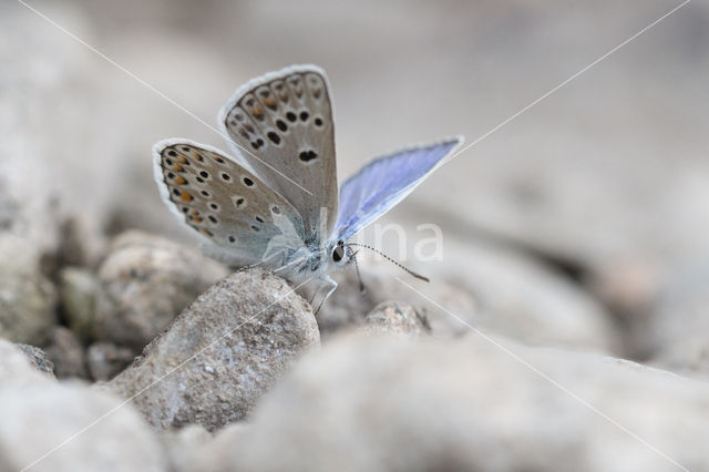 Esparcetteblauwtje (Polyommatus thersites)