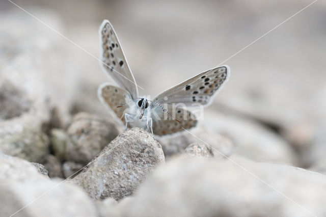 Esparcetteblauwtje (Polyommatus thersites)