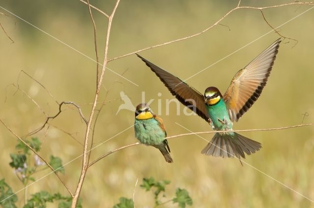 European Bee-eater (Merops apiaster)