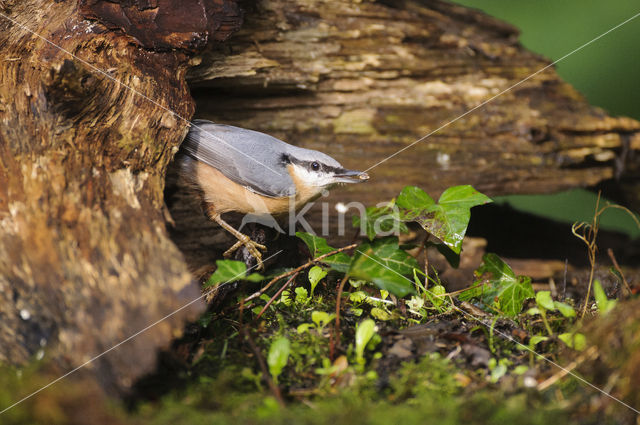 Eurasian Nuthatch (Sitta europaea)